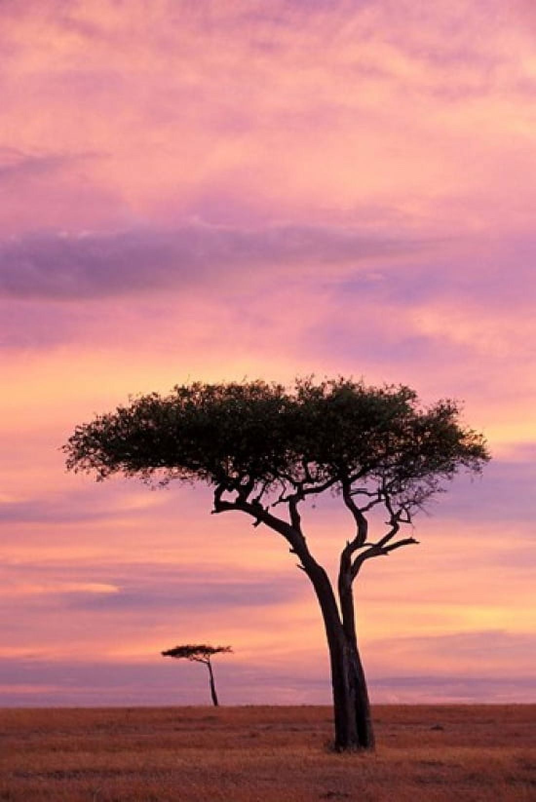 Pair of Accasia Trees at dawn Masai Mara Kenya Canvas Art - Adam Jones DanitaDelimont (24 x 36)