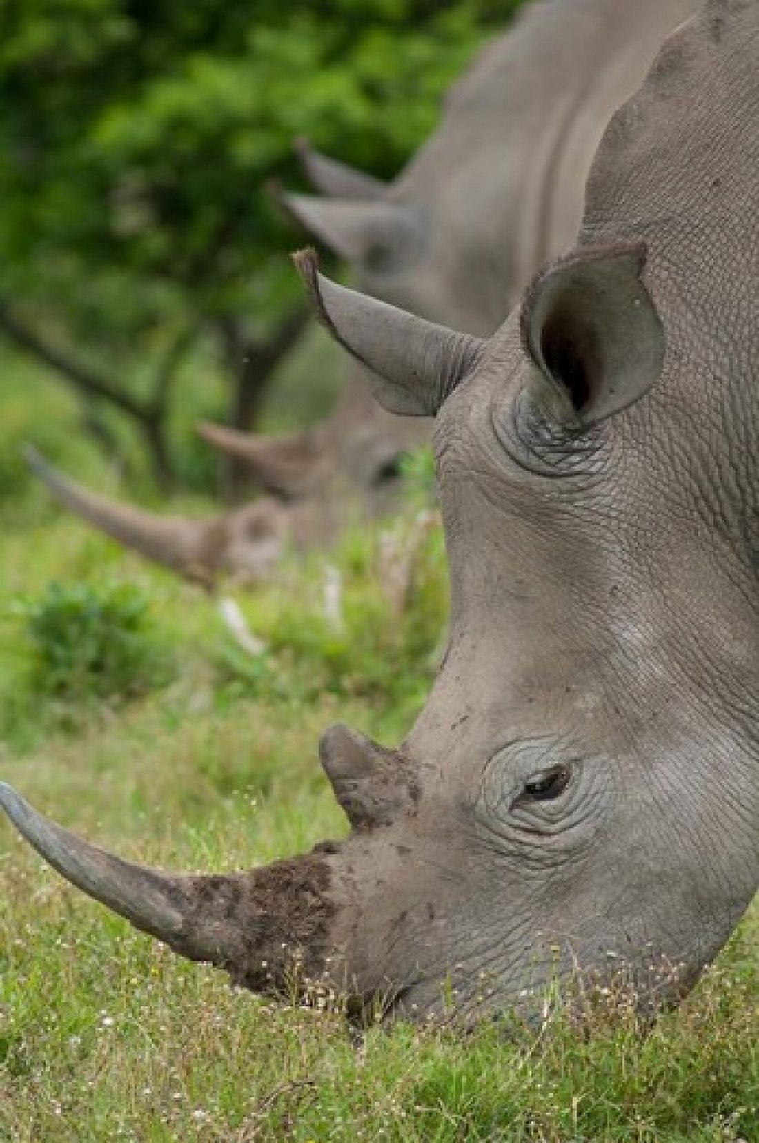 Pair of African White Rhinos Inkwenkwezi Private Game Reserve East London South Africa Canvas Art - Cindy Miller Hopkins DanitaDelimont (23 x 34)