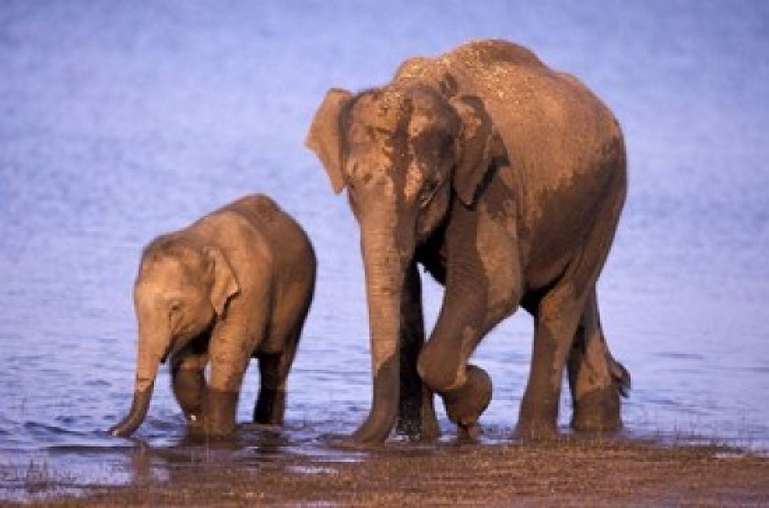 Pair of Asian Elephants Nagarhole National Park India Canvas Art - Gavriel Jecan DanitaDelimont (36 x 24)