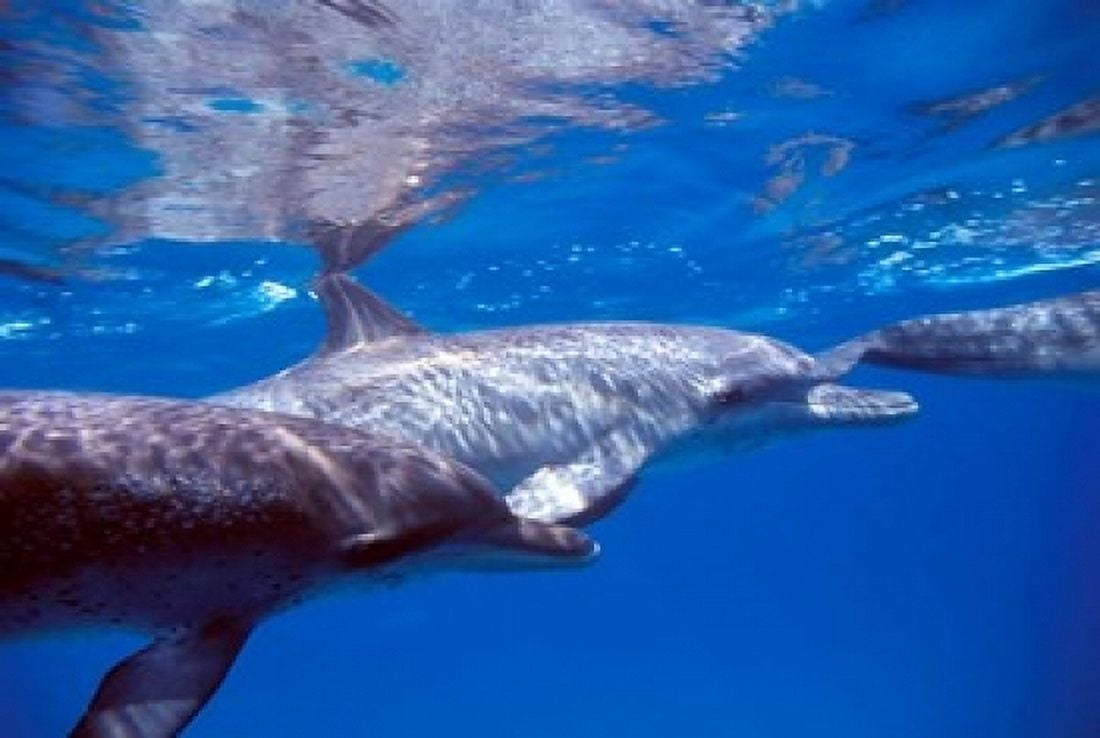 Pair of Atlantic Spotted Dolphins Bimini Bahamas Canvas Art - Greg Johnston DanitaDelimont (18 x 12)