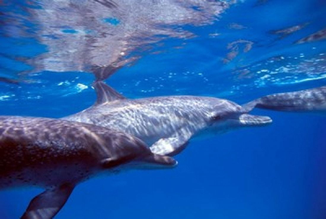 Pair of Atlantic Spotted Dolphins Bimini Bahamas Canvas Art - Greg Johnston DanitaDelimont (36 x 24)