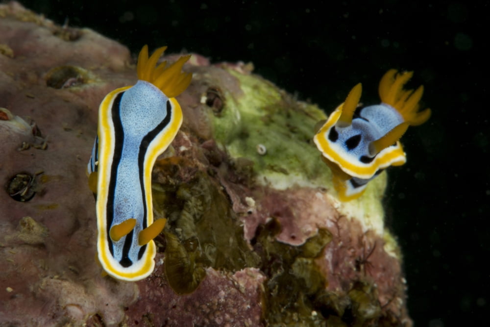 Pair of Chromodoris annae nudibranch on coral Canvas Art - Mathieu MeurStocktrek Images (17 x 12)