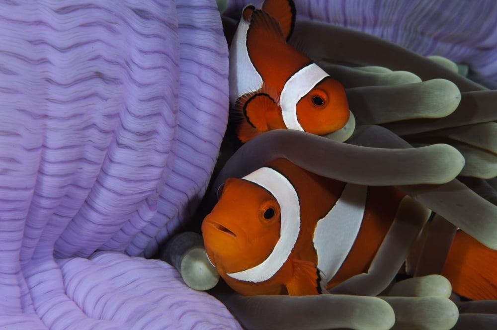 Pair of Clown Anemonefish Indonesia Canvas Art - Todd WinnerStocktrek Images (35 x 23)
