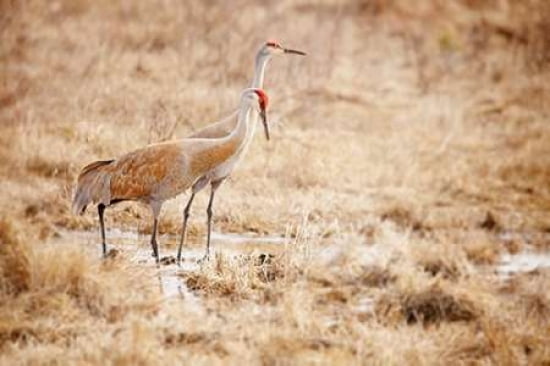 Pair of Cranes Canvas Art - Roberta Murray (24 x 36)