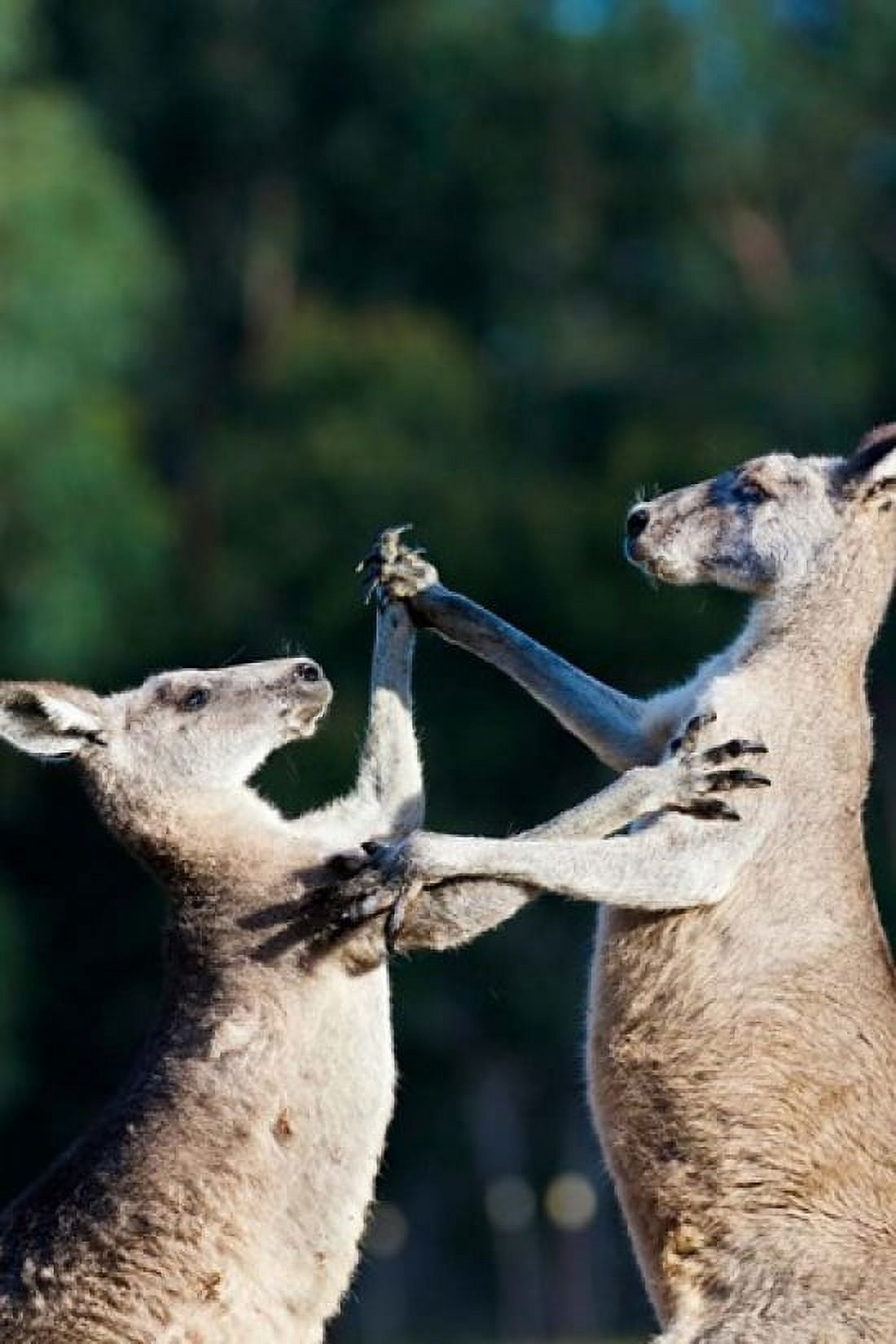 Pair of Eastern grey kangaroo Australia Canvas Art - Martin Zwick DanitaDelimont (19 x 29)