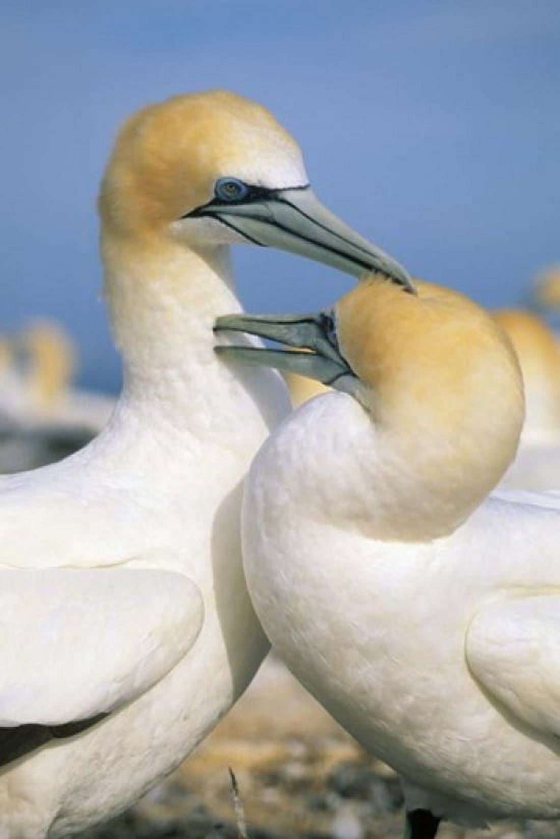 Pair of Gannet tropical birds Cape Kidnappers New Zealand Canvas Art - Kevin Schafer DanitaDelimont (18 x 27)