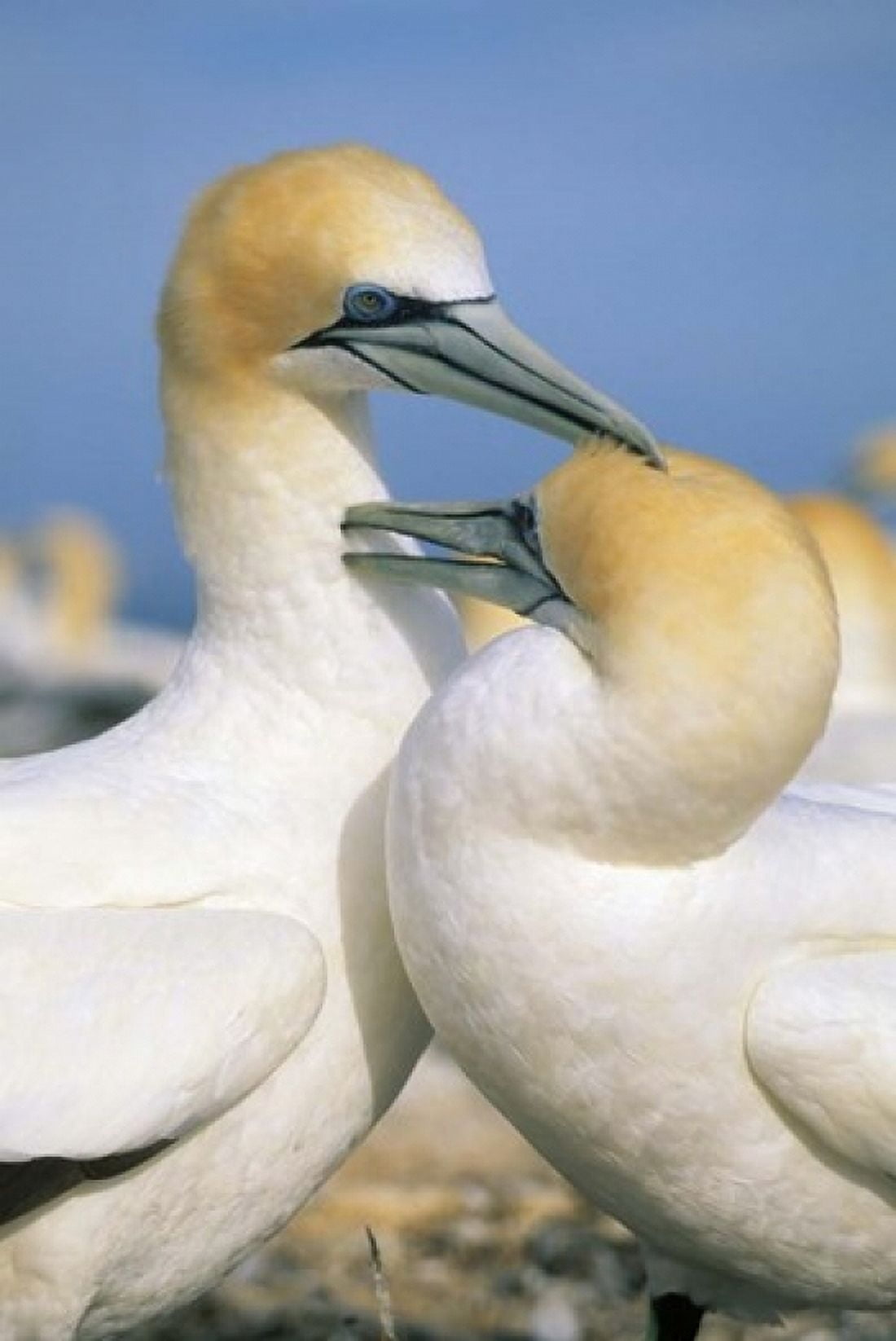 Pair of Gannet tropical birds Cape Kidnappers New Zealand Canvas Art - Kevin Schafer DanitaDelimont (24 x 36)