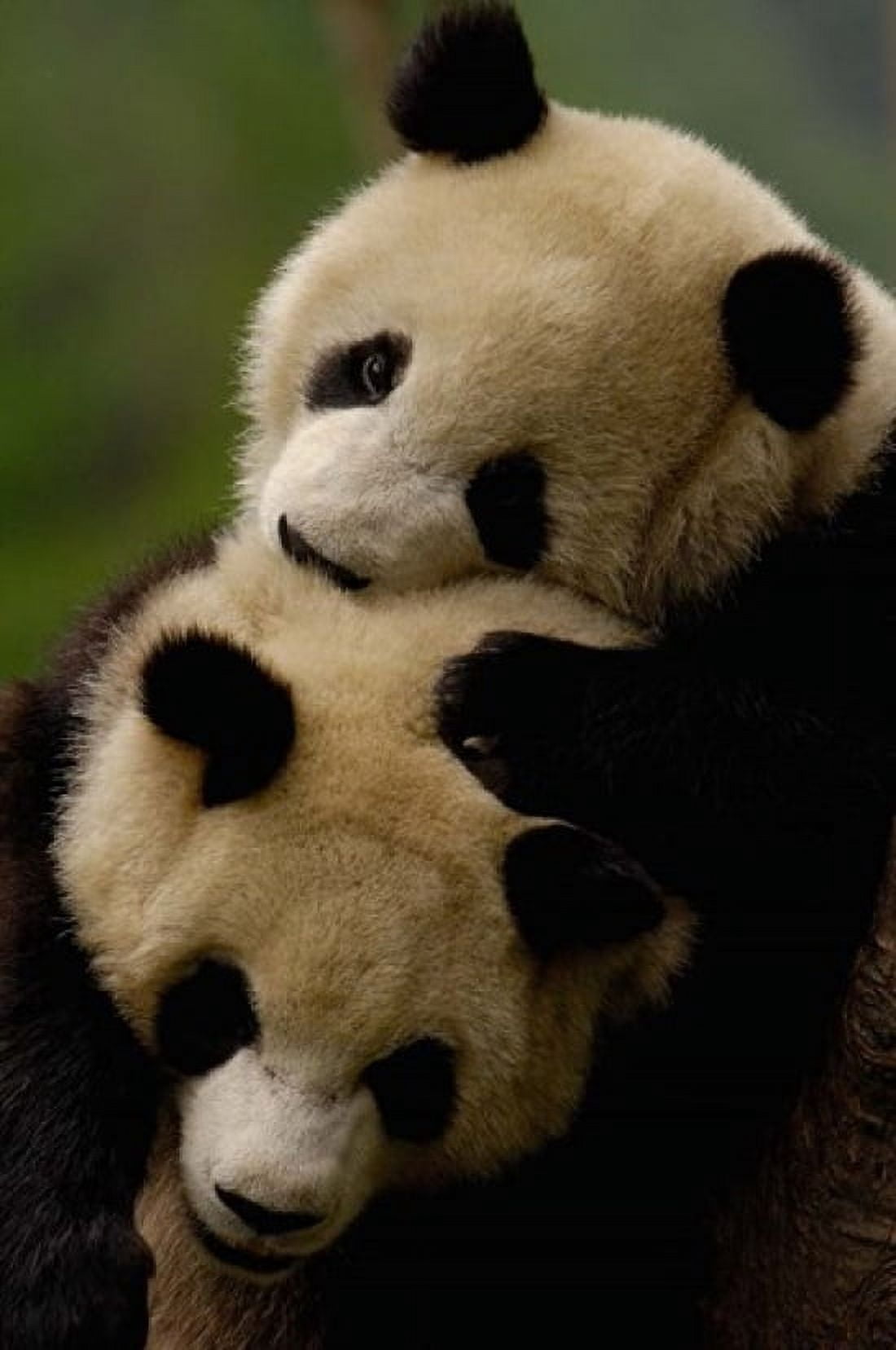 Pair of Giant panda bears Canvas Art - Pete Oxford DanitaDelimont (25 x 38)
