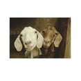 thumbnail image 1 of Pair of Goats Poster Decorative Painting Canvas Wall Art Living Room Posters Bedroom Painting,Unframe-style,08x12inch(20x30cm), 1 of 8