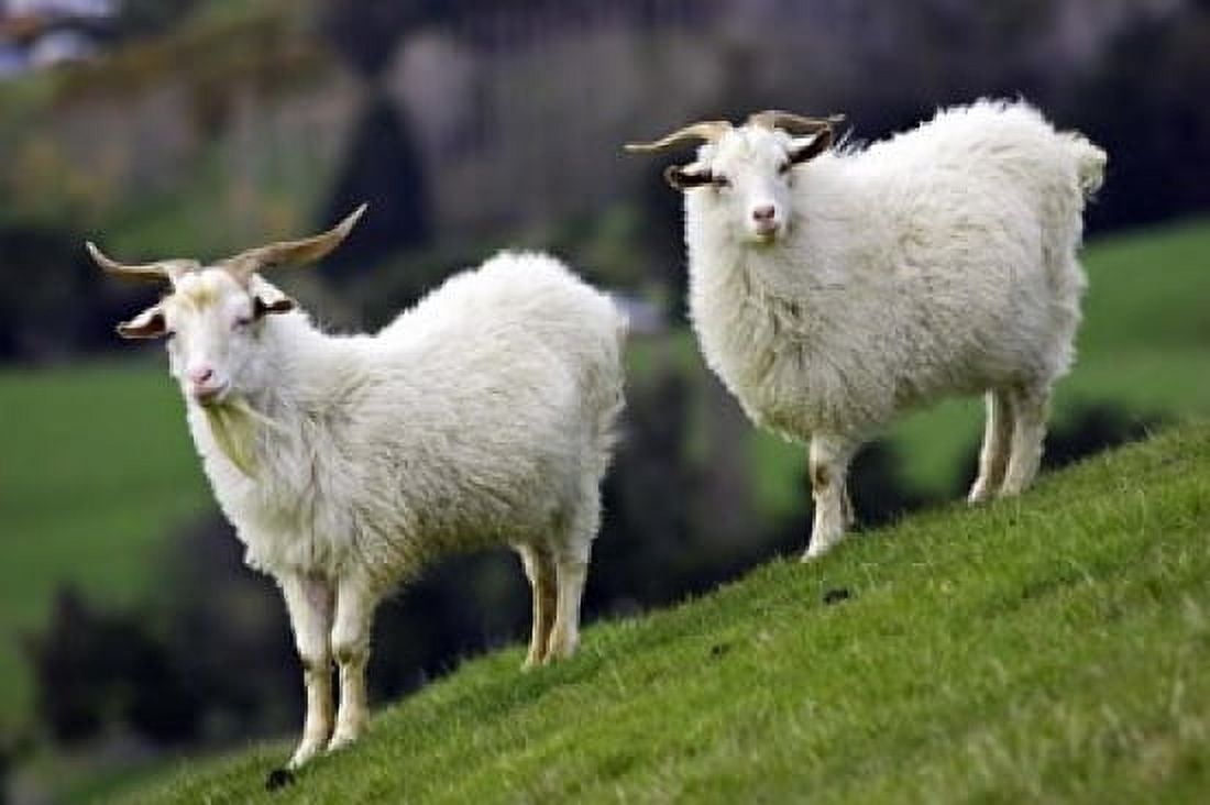 Pair of Goats Taieri South Island New Zealand Canvas Art - David Wall DanitaDelimont (36 x 24)