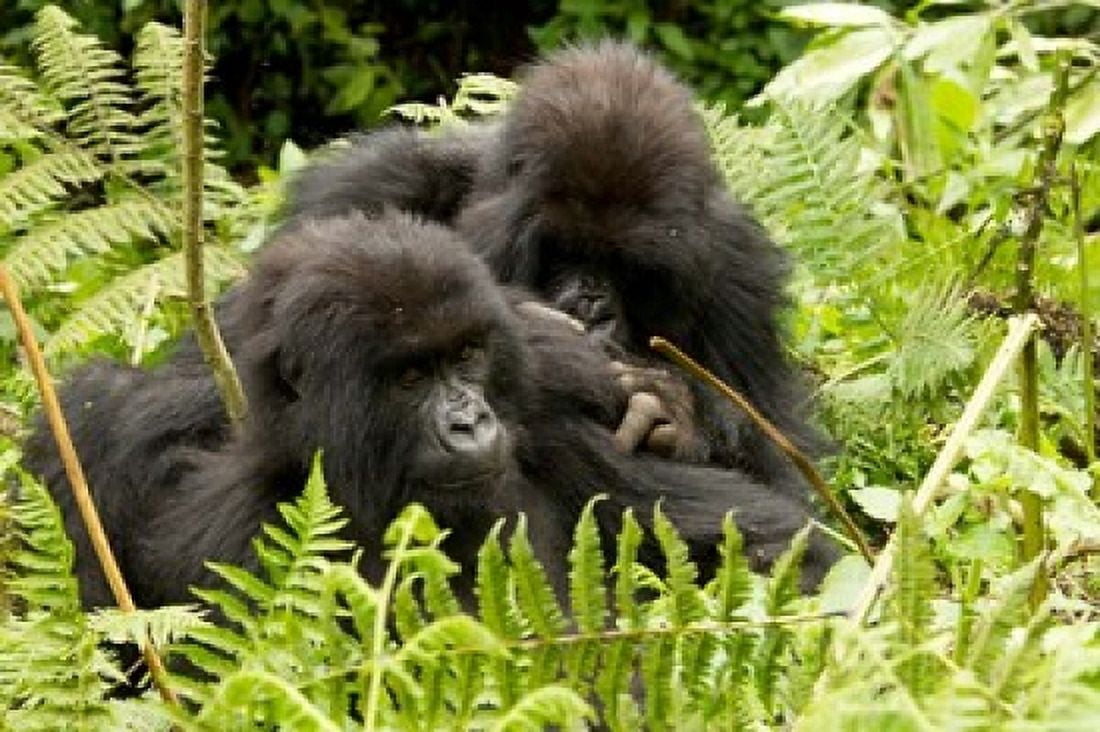Pair of Gorillas Volcanoes National Park Rwanda Canvas Art - Joe & Mary Ann McDonald DanitaDelimont (33 x 22)