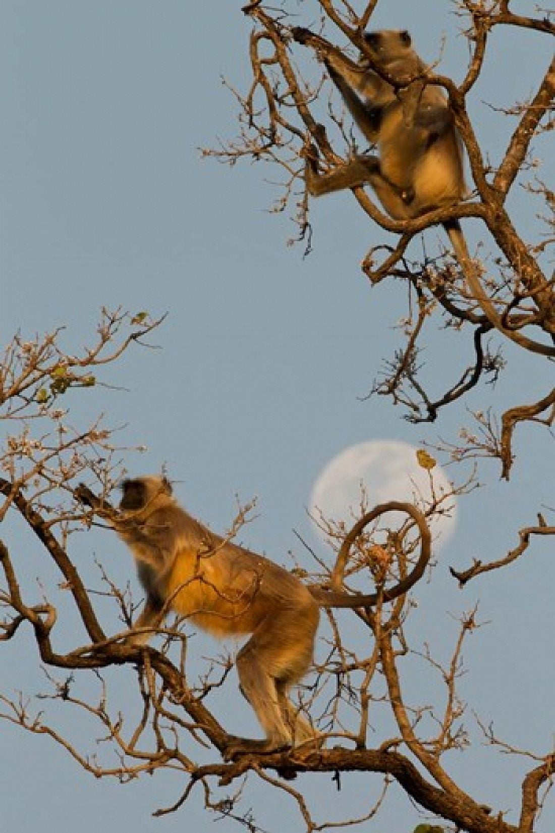 Pair of Hanuman Langur Kanha National Park India Canvas Art - Joe & Mary Ann McDonald DanitaDelimont (17 x 25)