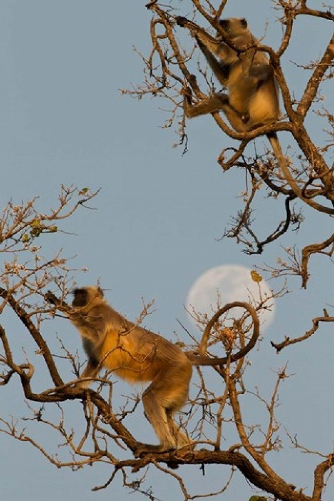 Pair of Hanuman Langur Kanha National Park India Canvas Art - Joe & Mary Ann McDonald DanitaDelimont (24 x 36)