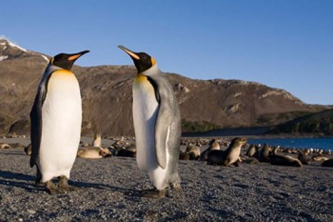 Pair of King Penguins South Georgia Island Canvas Art - Paul Souders DanitaDelimont (35 x 23)