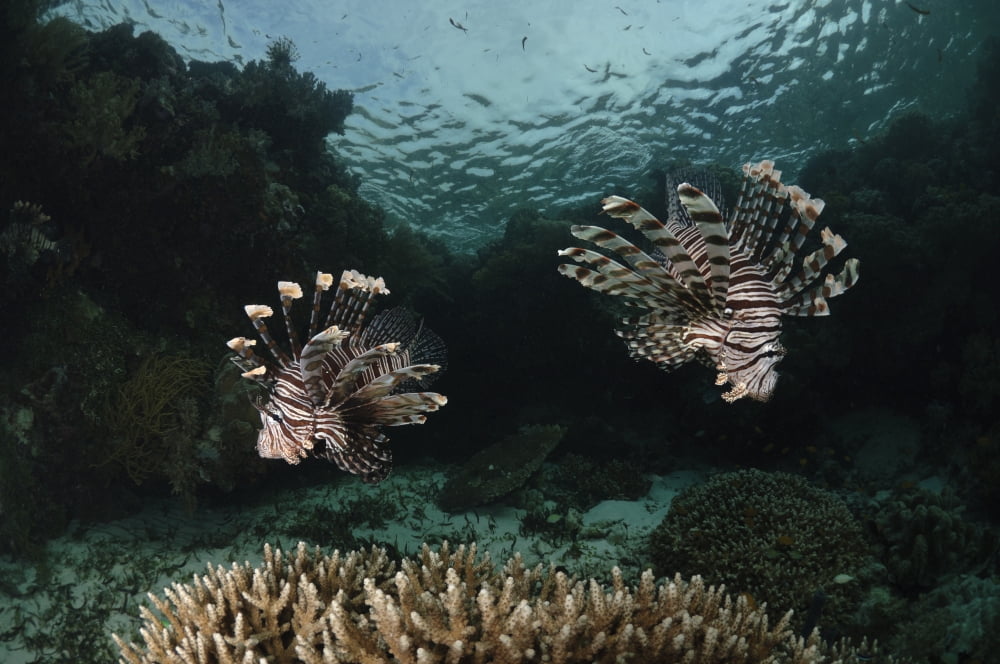 Pair of Lionfish Indonesia Canvas Art - Todd WinnerStocktrek Images (18 x 12)