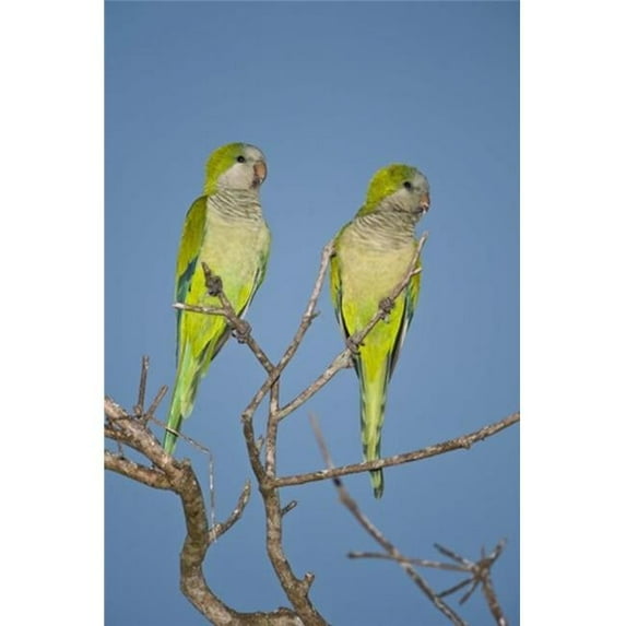 Pair of Monk parakeets perching on a branch Three Brothers River Meeting of Waters State Park Pantanal Wetlands