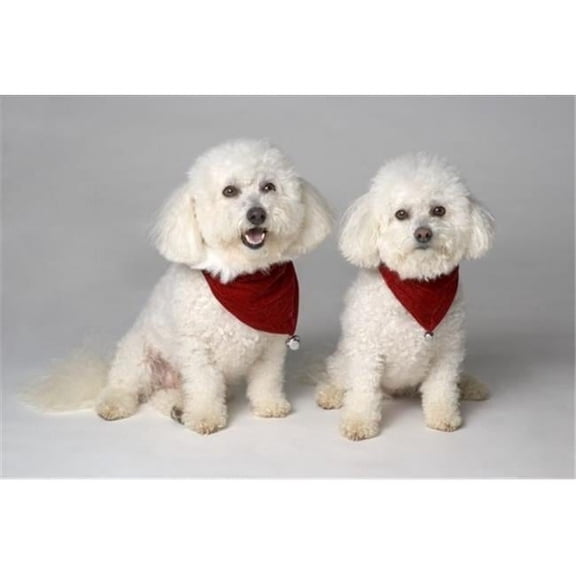 Pair of Pedigree Dogs Poster Print by Corey Hochachka, 34 x 22 - Large