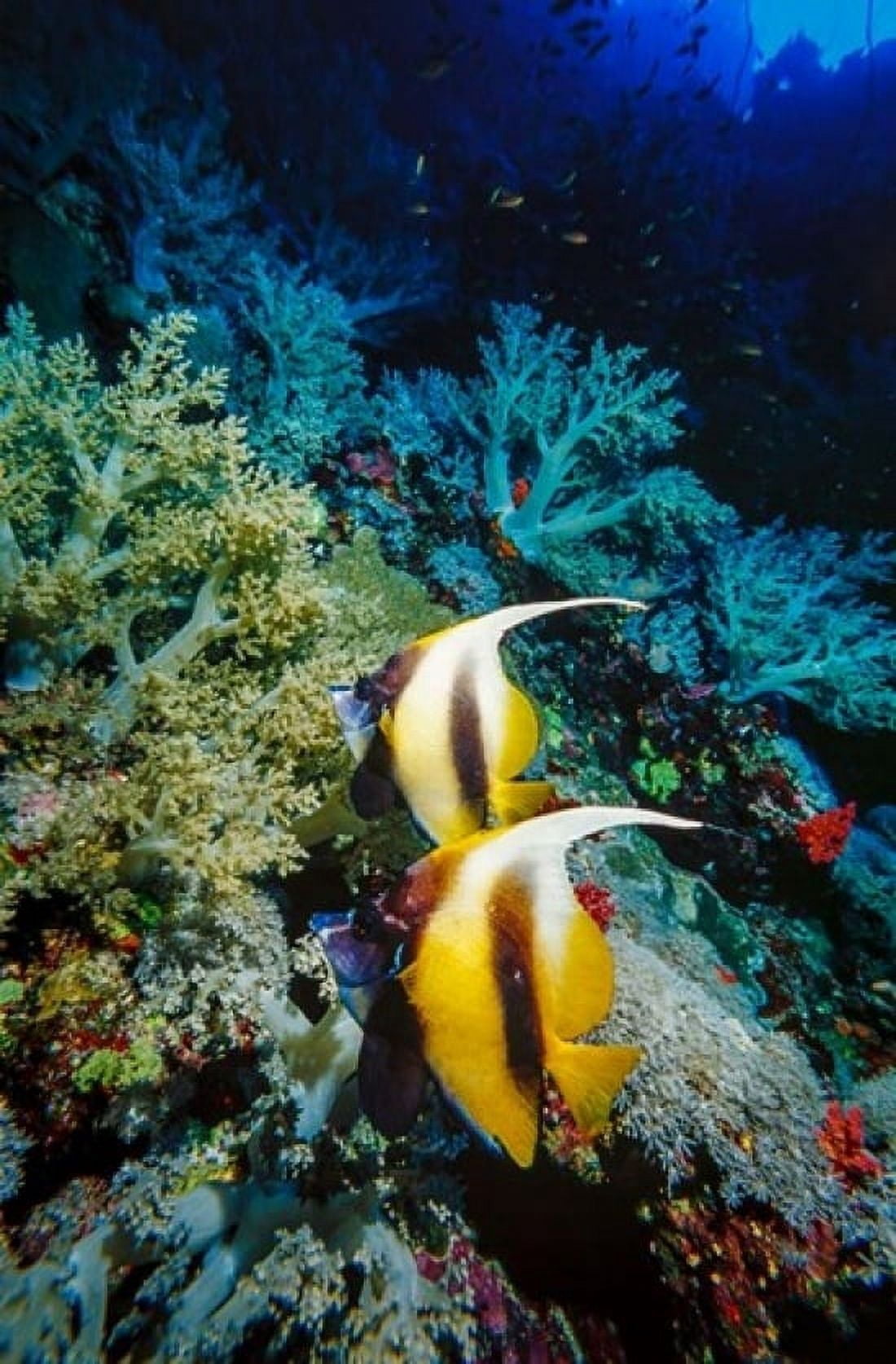 Pair of Red Sea bannerfish at Daedalus Reef Red Sea Egypt Canvas Art - Ali Kabas DanitaDelimont (18 x 24)