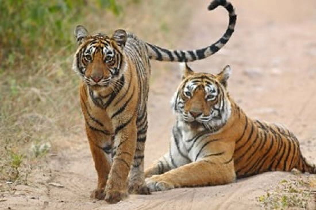 Pair of Royal Bengal Tigers Ranthambhor National Park India Canvas Art - Jagdeep Rajput DanitaDelimont (26 x 18)