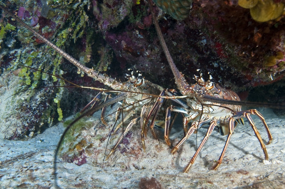 Pair of Spiny Caribbean lobsters under overhang Canvas Art - Karen DoodyStocktrek Images (35 x 23)