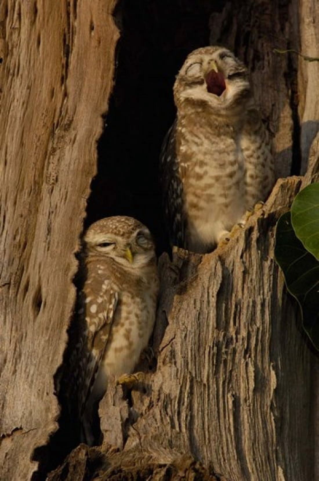 Pair of Spotted Owls Bharatpur NP Rajasthan INDIA Canvas Art - Pete Oxford DanitaDelimont (19 x 29)