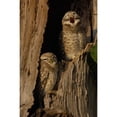 thumbnail image 1 of Pair of Spotted Owls  Bharatpur NP  Rajasthan. INDIA Poster Print by Pete Oxford (19 x 29), 1 of 1