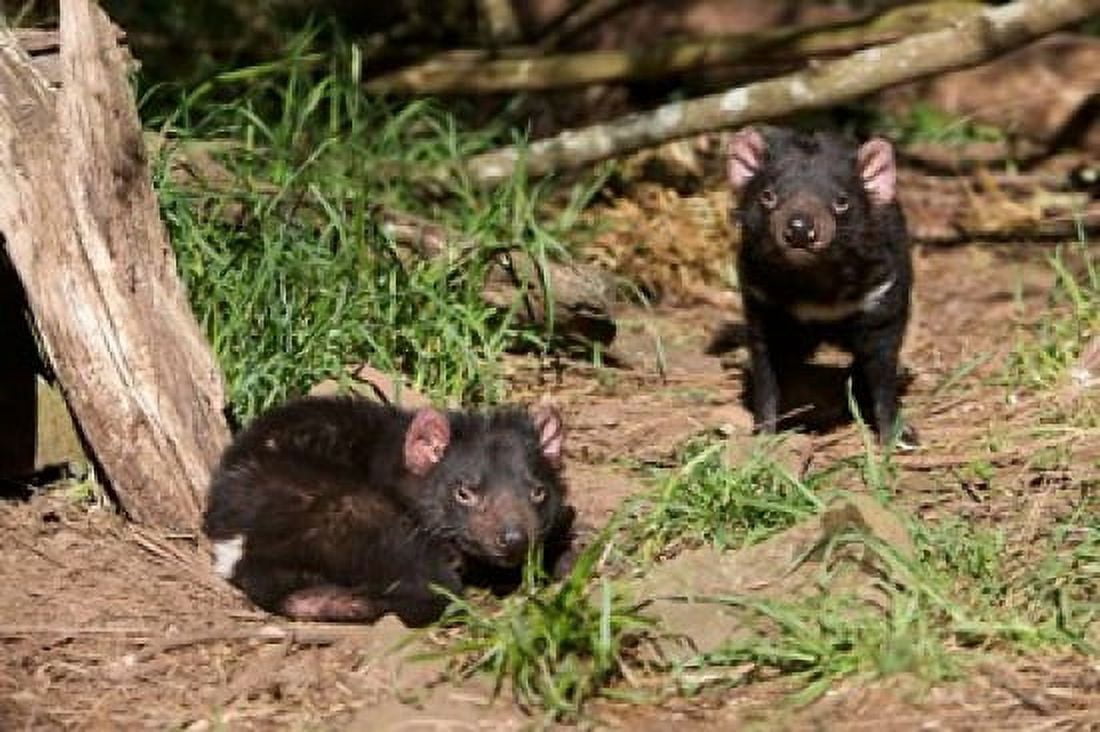 Pair of Tasmanian Devils Canvas Art - Rebecca Jackrel DanitaDelimont (26 x 17)