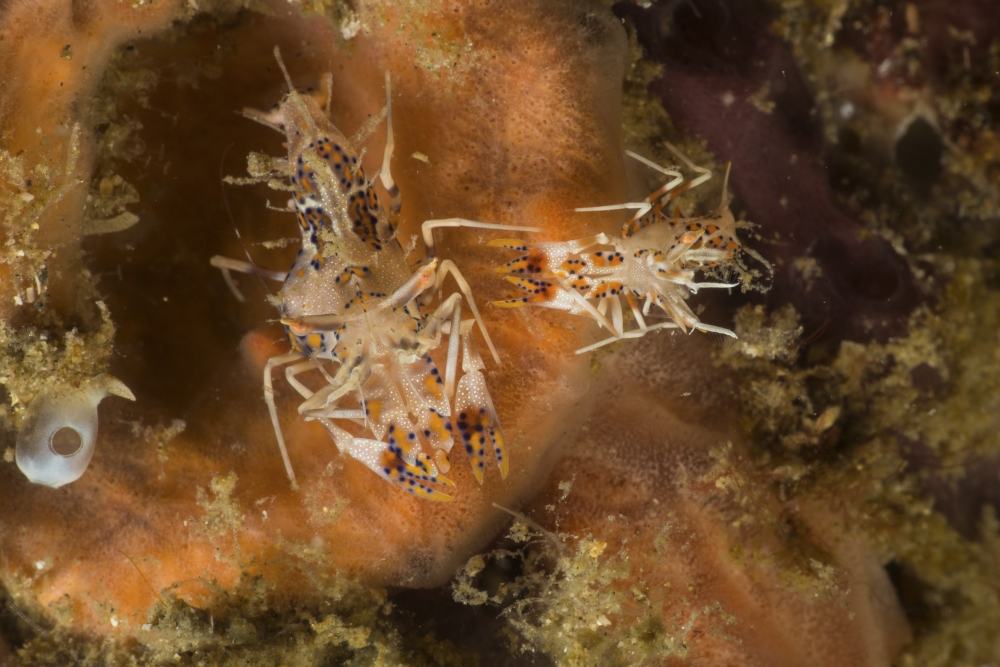 Pair of Tiger shrimp over orange sponge Canvas Art - Mathieu MeurStocktrek Images (17 x 12)