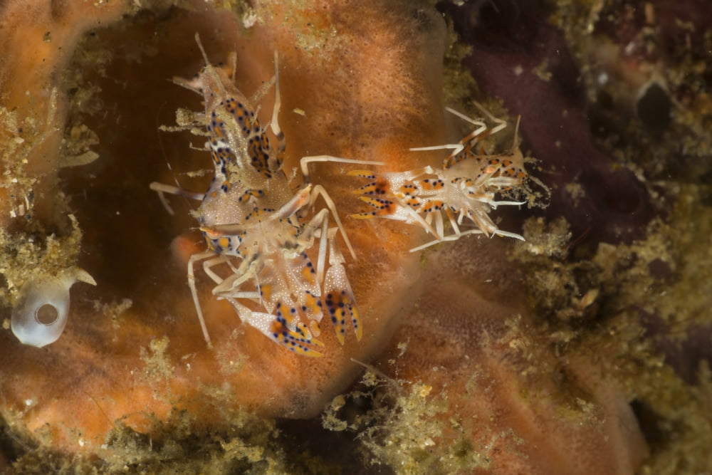 Pair of Tiger shrimp over orange sponge Canvas Art - Mathieu MeurStocktrek Images (34 x 23)