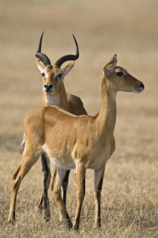 Pair of Ugandan kobs (Kobus kob thomasi) mating behavior sequence Queen Elizabeth National Park Uganda Canvas Art - Panoramic Images (16 x 24)