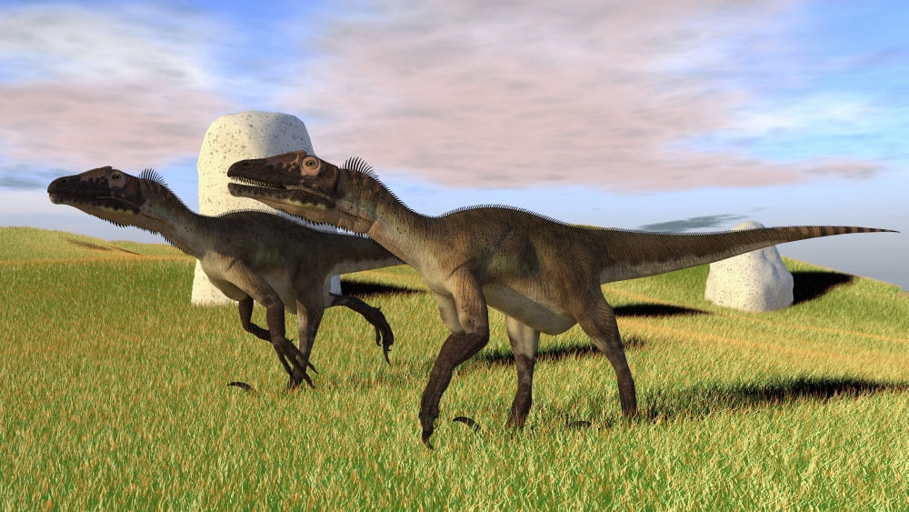 Pair of Utahraptors in a grassy field Canvas Art - Kostyantyn IvanyshenStocktrek Images (38 x 22)
