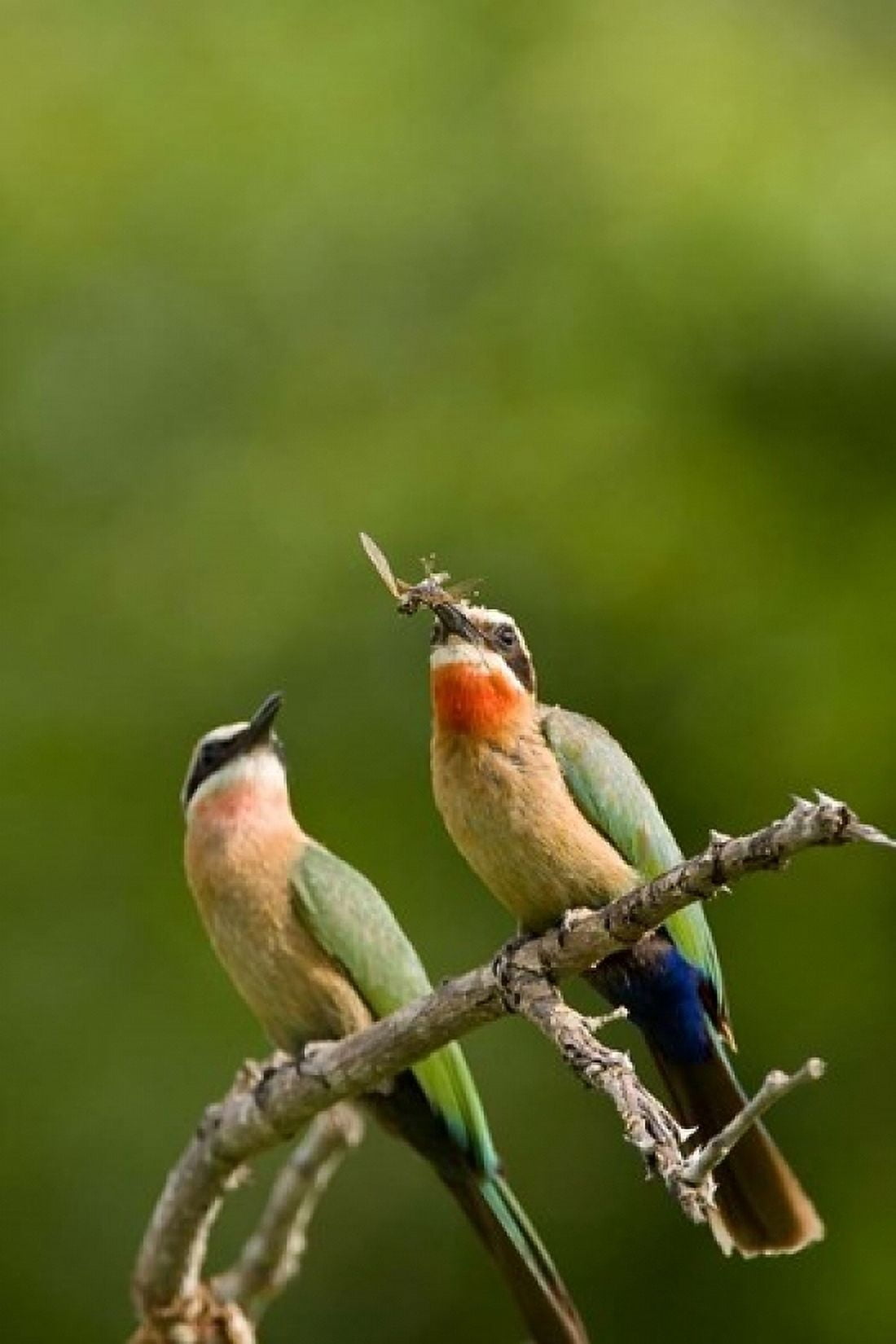 Pair of Whitefronted Bee-eater tropical birds South Africa Canvas Art - Maresa Pryor DanitaDelimont (11 x 17)