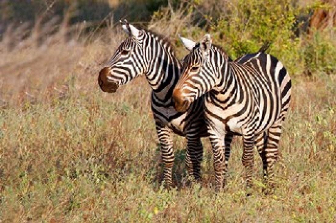 Pair of Zebras in Meru National Park Meru Kenya Canvas Art - Kymri Wilt DanitaDelimont (34 x 23)