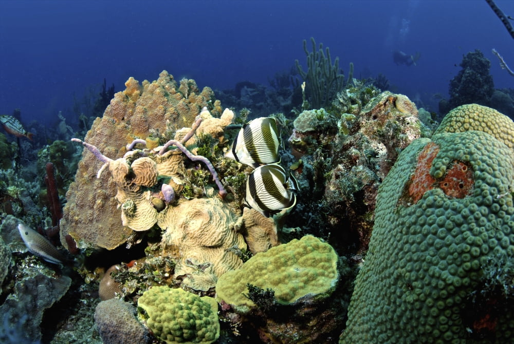 Pair of banded butterflyfish roaming the reef Nassau The Bahamas Canvas Art - Amanda NichollsStocktrek Images (18 x 12)
