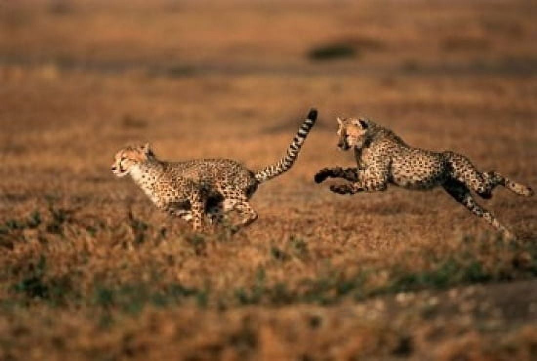 Pair of cheetahs running Maasai Mara Kenya Canvas Art - Adam Jones DanitaDelimont (17 x 11)
