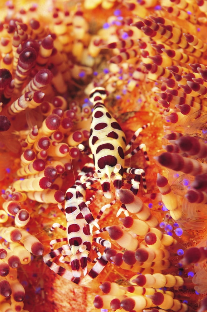 Pair of coleman shrimp on a red and yellow fire urchin Bali Indonesia Canvas Art - Mathieu MeurStocktrek Images (12 x 18)