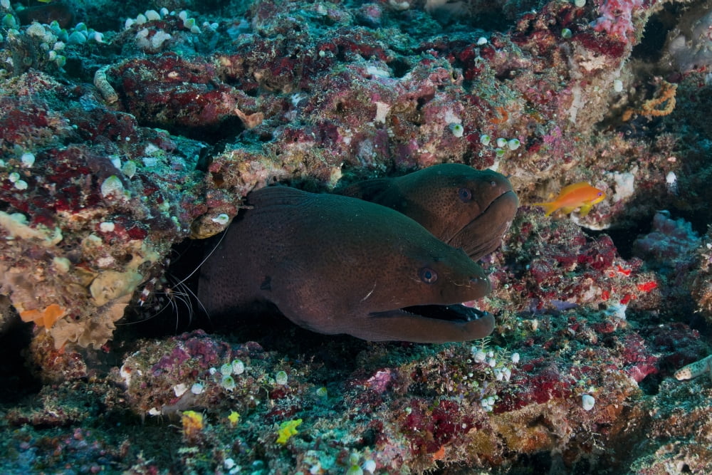 Pair of giant moray eels in hole with cleaner shrimp Maldives Canvas Art - Mathieu MeurStocktrek Images (35 x 23)