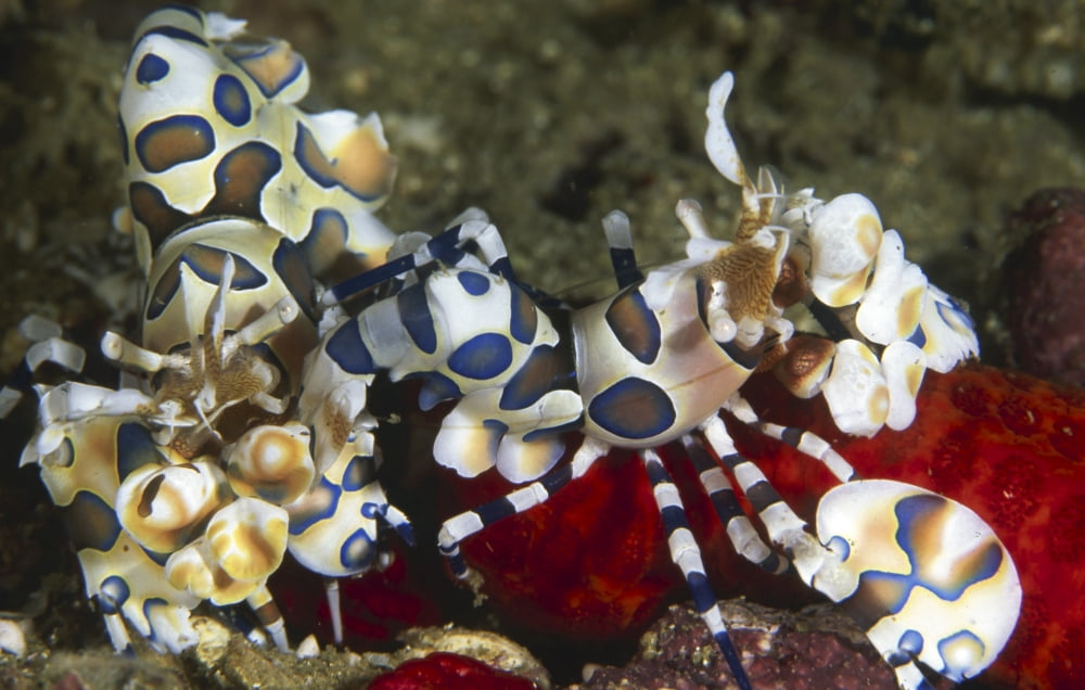 Pair of harlequin shrimp Thailand Canvas Art - Beverly FactorStocktrek Images (35 x 23)