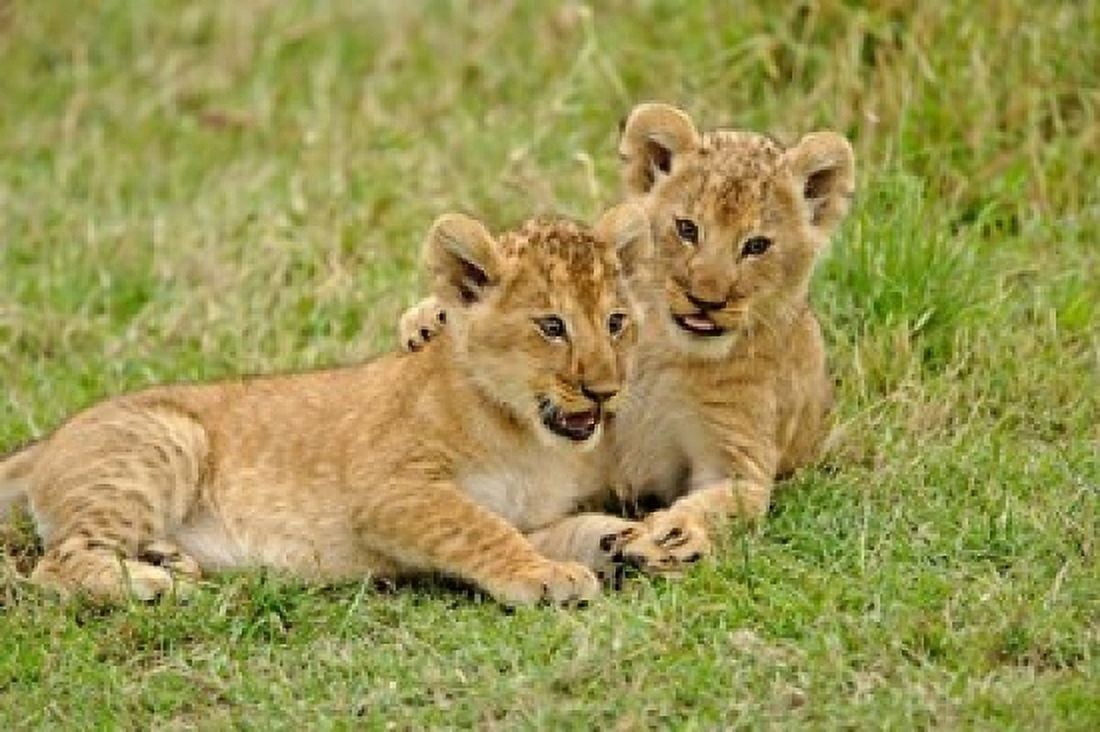 Pair of lion cubs playing Masai Mara Game Reserve Kenya Canvas Art - Adam Jones DanitaDelimont (24 x 15)