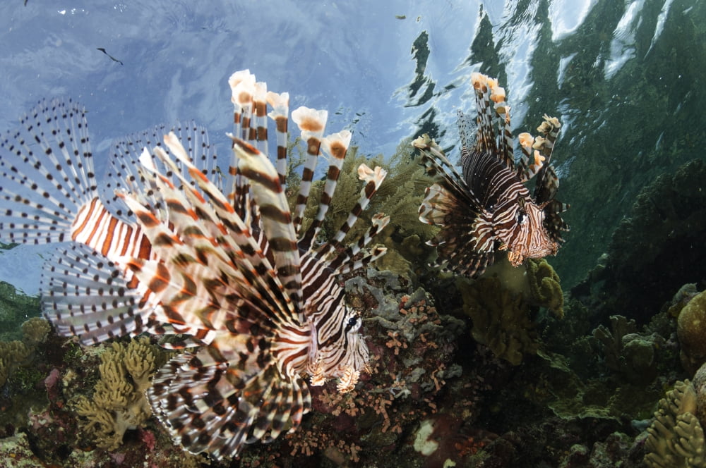 Pair of lionfish Indonesia Canvas Art - Todd WinnerStocktrek Images (18 x 12)