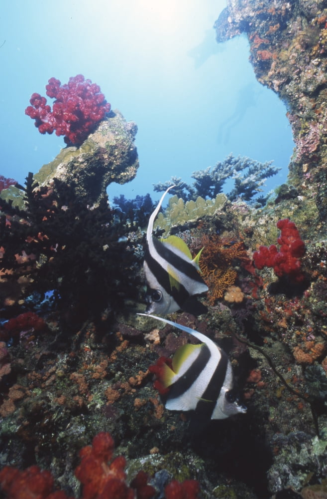 Pair of longfin bannerfish Fiji Canvas Art - Beverly FactorStocktrek Images (12 x 18)