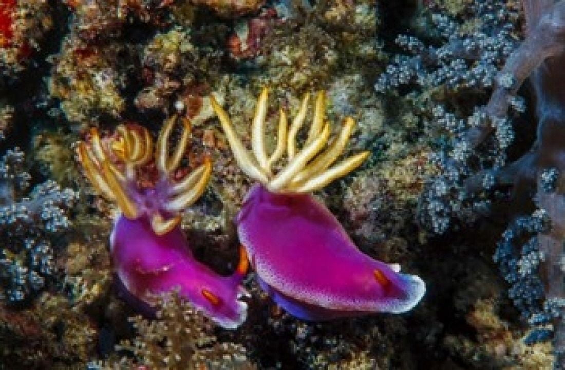 Pair of nudibranch (Hypselodoris bullockii) Kapalai Island Malaysia Canvas Art - Ali Kabas DanitaDelimont (36 x 24)