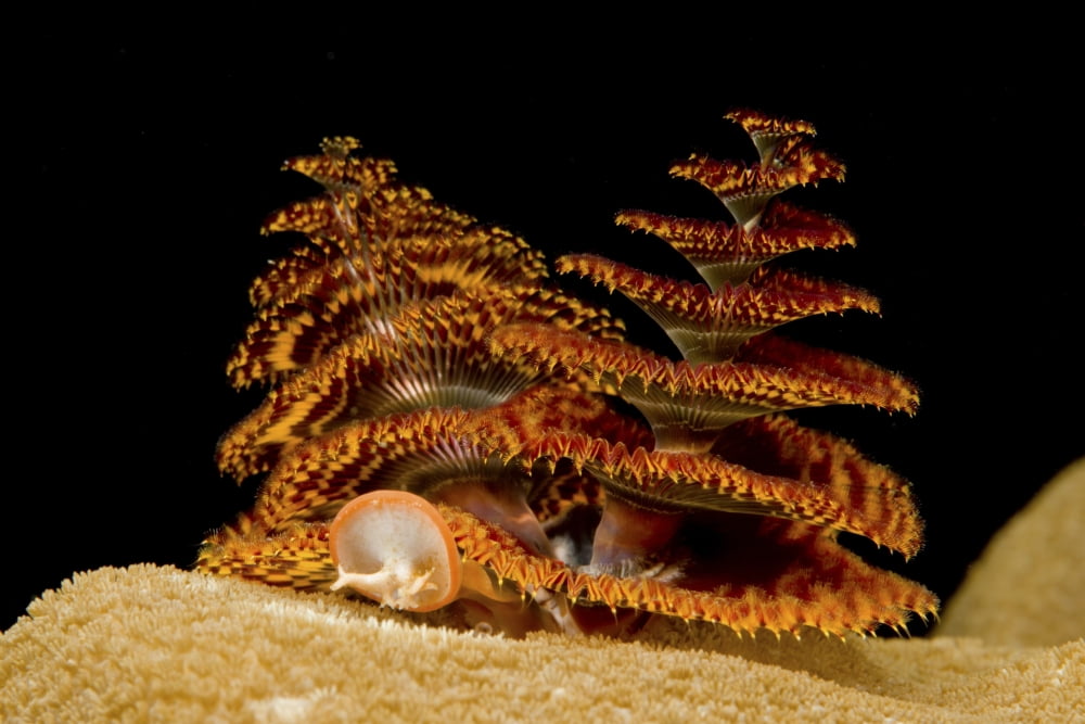 Pair of orange and red christmas tree worms on top of hard coral Canvas Art - Mathieu MeurStocktrek Images (34 x 23)