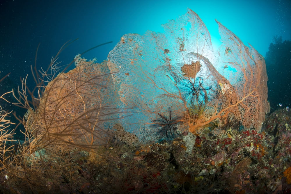 Pair of orange gorgonian sea fan and black crinoid star Canvas Art - Mathieu MeurStocktrek Images (17 x 12)