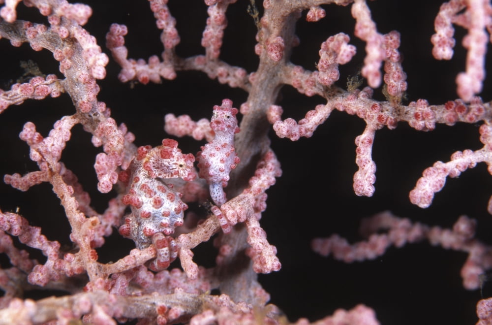 Pair of pygmy seahorse camouflaged into their surroundings Canvas Art - Beverly FactorStocktrek Images (18 x 12)