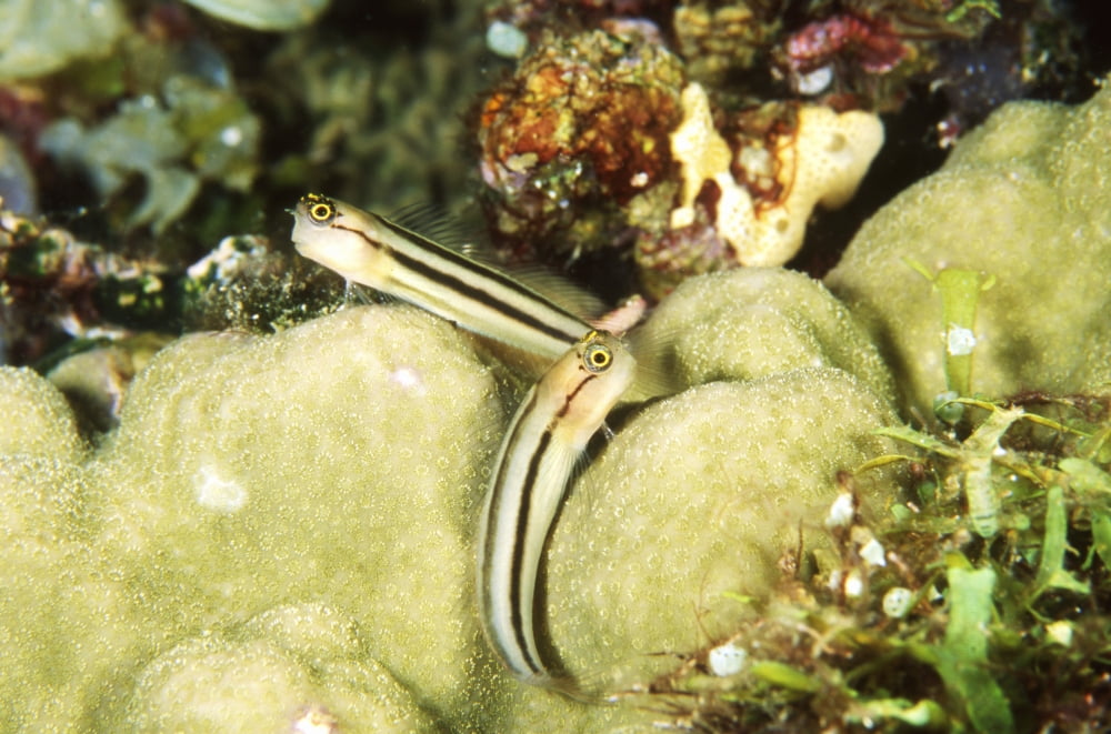 Pair of striped blennies Papua New Guinea Canvas Art - Beverly FactorStocktrek Images (35 x 24)