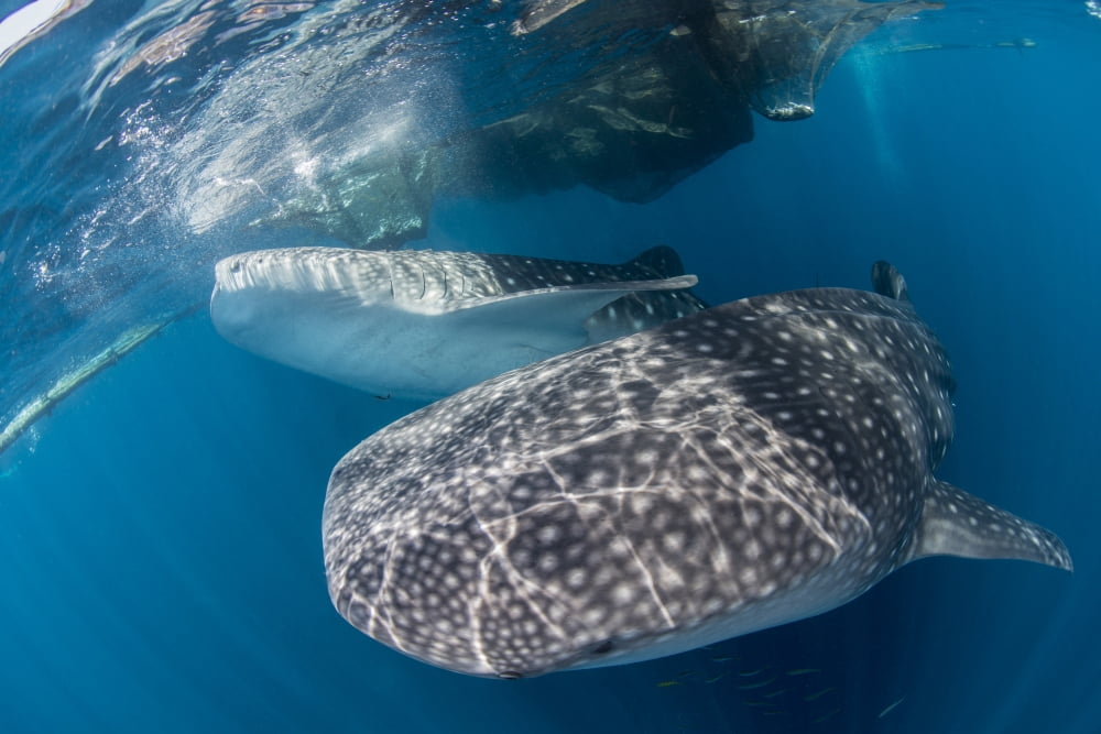 Pair of whale sharks barrelling their way through near the surface Canvas Art - Mathieu MeurStocktrek Images (17 x 12)
