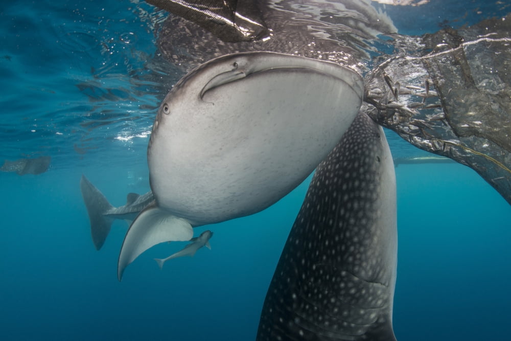 Pair of whale sharks coming up to siphon water from fishing nets near the surface Canvas Art - Mathieu MeurStocktrek Images (17 x 12)