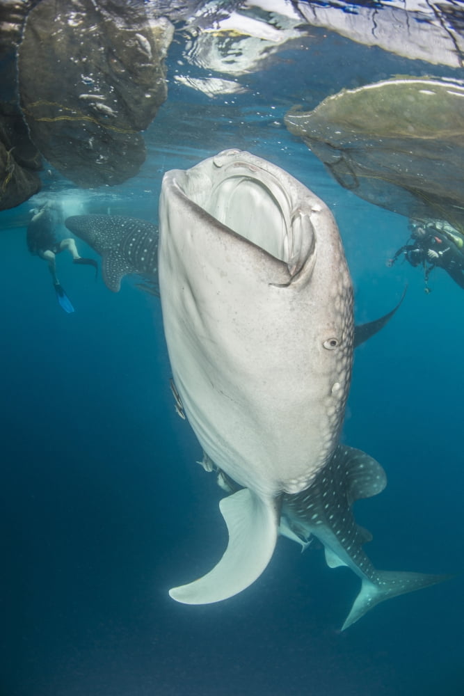 Pair of whale sharks coming up to siphon water from fishing nets near the surface Canvas Art - Mathieu MeurStocktrek Images (23 x 34)
