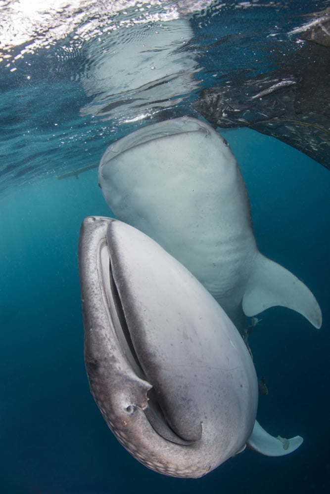 Pair of whale sharks in Cenderawasih Bay West Papua Indonesia Canvas Art - Mathieu MeurStocktrek Images (12 x 17)